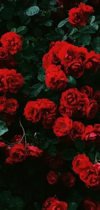 This stunning live phone wallpaper showcases a beautiful bunch of romantic red roses with green leaves against an aesthetic background of a field of colorful flowers with sparkling stars and crescent moon motifs, all rendered in rich, deep colors
