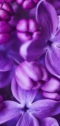 Looking for a stunning live wallpaper for your phone? Check out this beautiful design featuring a close-up of purple flowers, captured in intricate detail with 4K post-processing