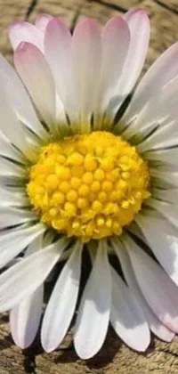 This live wallpaper for your phone features a stunning close-up view of a giant white daisy flower head with a yellow center on a piece of wood