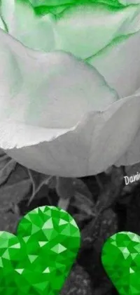This phone live wallpaper presents a stunning black and white photo of a rose with two green hearts against a blurry background