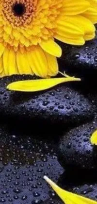 This phone live wallpaper showcases a beautiful yellow flower surrounded by black stones in a black oil bath