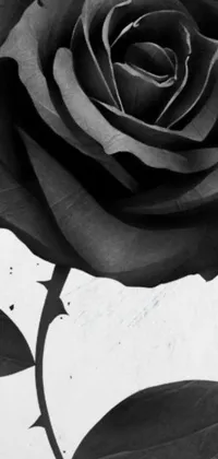 This phone live wallpaper features a finely detailed black and white photo of a rose with leaves, which creates a timeless, sophisticated look perfect for your phone's homescreen