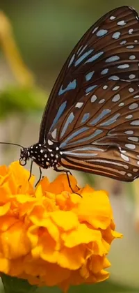 This phone live wallpaper depicts a lovely butterfly resting atop a bright yellow flower