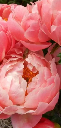 This stunning live phone wallpaper features a beautiful close-up of pink peony flowers in shades of peach