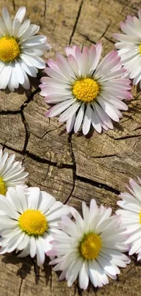 Get enchanted with this stunning phone live wallpaper featuring a heart made of daisies on a wooden background