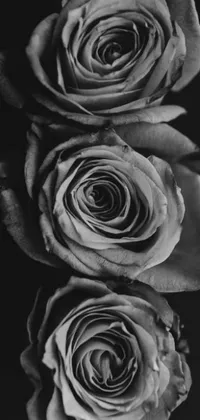 This black and white live phone wallpaper showcases an exquisite close up half body shot of three flowers assembled into roses