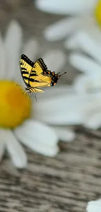 This live wallpaper features a beautiful, close-up image of a butterfly on a flower in striking black and yellow colors