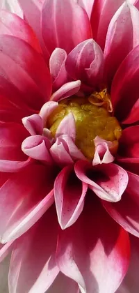 This live wallpaper features a stunning close-up of a vibrant pink dahlias flower with lush green leaves