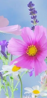 This phone live wallpaper showcases a breathtaking field of flowers against a serene blue sky background