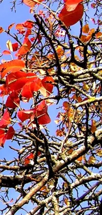 This live phone wallpaper displays a beautiful image of a tree with red leaves set against a blue sky