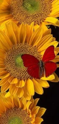 This stunning phone live wallpaper boasts vibrant yellow sunflowers with a charming red butterfly perched atop