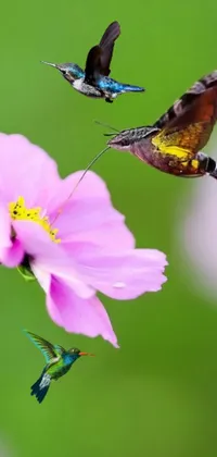 This live wallpaper for your phone features two birds flying alongside a pink flower