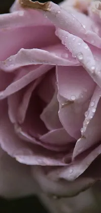 This stunning phone live wallpaper features a beautiful bright pink rose adorned with sparkling water droplets on its petals