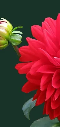 This live wallpaper for your phone showcases a stunning close-up of a richly hued red dahlia flower set against a verdant green background