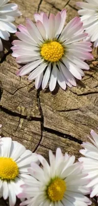 This phone live wallpaper showcases a group of daisies sitting atop a textured piece of wood, forming a beautiful land art depiction