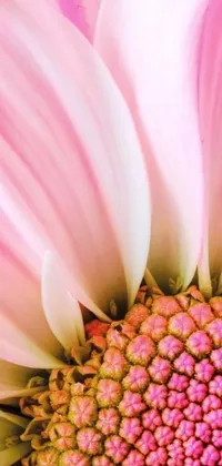 This phone live wallpaper features a stunning close up of a pink flower set against a blue background