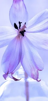 This phone live wallpaper features a stunning flower in a vase with luxurious soft lilac skies as the background