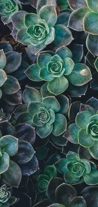Looking for a unique and eye-catching live wallpaper for your phone? Check out this robotic cactus design inspired by nature! This close-up view of green plants features a carpet-like texture that feels both soothing and refreshing