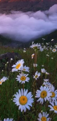 This phone live wallpaper showcases an outstanding landscape with a stunning field of flowers and mountain range in the background
