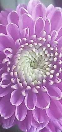 This lovely live wallpaper for your phone features a beautiful close-up shot of a purple chrysanthemum flower with green leaves, captured in stunning detail