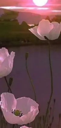 This stunning phone live wallpaper features a group of white flowers by a serene body of water