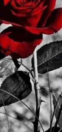 This phone live wallpaper boasts a stunning black and white photo of a red rose, paired with adorable emojis such as flames, mushroom, and tornado