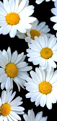 This live wallpaper features a stunning macro photograph of a bunch of white flowers with yellow centers on a black background