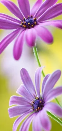 This live wallpaper features two purple flowers that are depicted in fantastic realism, providing a stunning aesthetic for your iPhone 15 background