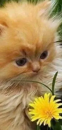 Get lost in the beauty of this ultra-realistic phone live wallpaper! Featuring a cute little kitten sitting on green grass next to a vibrant yellow flower, this ultra-realistic image is breathtaking