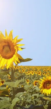 Transform your phone's screen into a stunning field of sunflowers with this hyperrealistic 4K live wallpaper