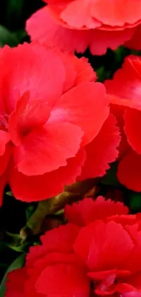 This live wallpaper offers a vibrant close-up of deep red carnations that add natural color to your phone screen