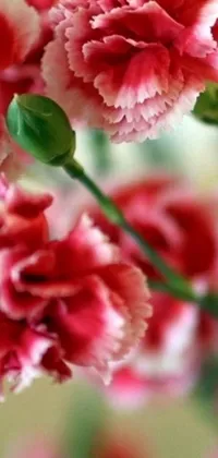Add a charming touch to your phone screen with this live wallpaper! A lovely bouquet of pink and white carnations arranged in a vase takes the center stage, while a personal picture adds a unique and heartwarming touch