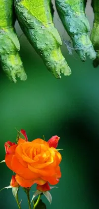 Transform your Android phone with a stunning live wallpaper of a delicate orange rose, nestled on top of vibrant green foliage