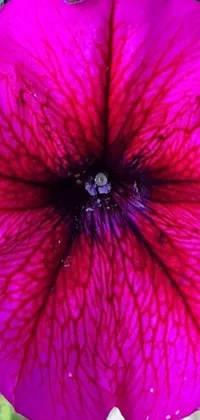 This phone live wallpaper showcases a stunning close-up of a purple flower on a plant, depicted in a bright fuchsia hue