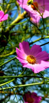 This phone live wallpaper features a stunning close-up of pink miniature cosmos flowers against a serene blue sky