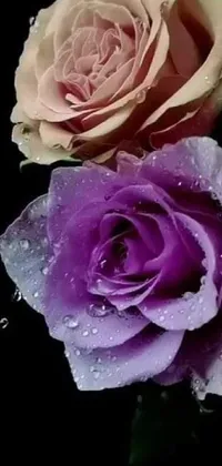 "Get lost in the captivating beauty of this live wallpaper featuring two roses with sparkling water droplets on a black background