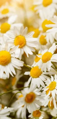 This lovely phone live wallpaper showcases a bunch of white flowers with yellow centers that exude a cheerful and peaceful vibe