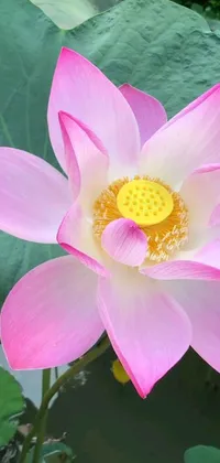 This pink flower live wallpaper depicts a serene scene of a lotus floating in a pond