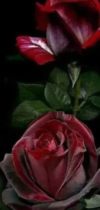 This is a beautiful live wallpaper featuring two red roses on a blurred background