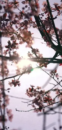 This live phone wallpaper features a flowering tree with the sun shining through its branches