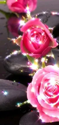 Enhance your phone's display with this stunning live wallpaper of three pink roses resting atop black stones