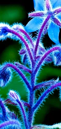 This phone live wallpaper showcases a striking macro photograph of a blue flower, with vibrant neon colors and an art nouveau aesthetic
