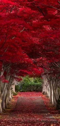 Introducing a stunning live phone wallpaper with a tree-lined pathway adorned with enchanting red leaves