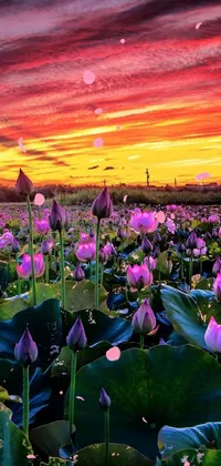 This live wallpaper features a field of vibrant flowers against a sunset backdrop