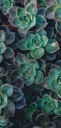 Looking for a tranquil and natural live wallpaper for your phone? Look no further than this image of a lush green plant close-up