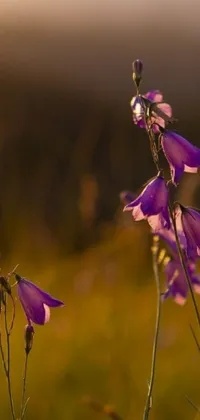 This live wallpaper showcases purple flowers and lush green fields against a warm, golden sunset