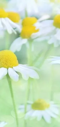 This live wallpaper features a serene field full of white and yellow chamomile flowers gently swaying in a pastel green background