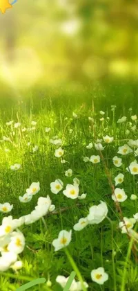 Enhance your phone background with this captivating live wallpaper! This image showcases lovely and delicate white flowers resting on a lush green field, beautifully blending with the blades of grass