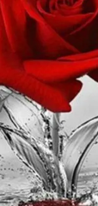 This captivating phone live wallpaper showcases a charming close-up of a striking red rose placed in a simple yet elegant vase