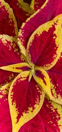 If you're looking for a stunning phone live wallpaper that will add a burst of color and life to your screen, check out this beautiful design! Featuring a close-up of a red and yellow flower surrounded by colorful leaves, this wallpaper is full of vibrant shades and intricate details